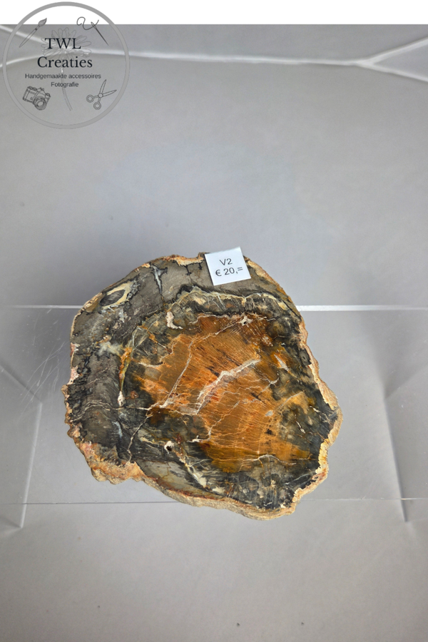 Versteend hout  (V2)