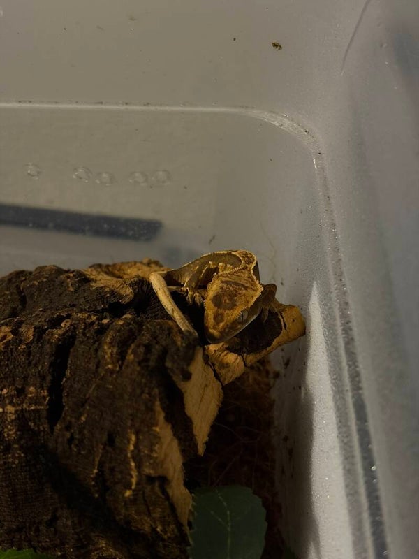 Ögonfransgecko