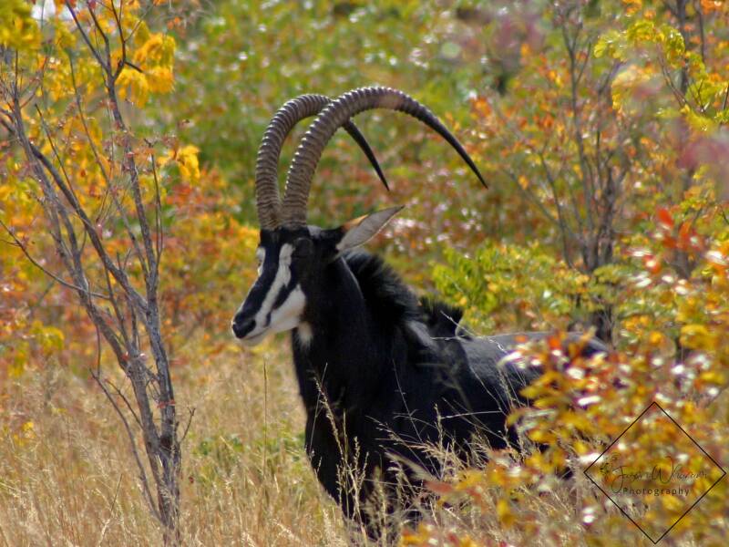 sable-antelope-1-standard.jpg
