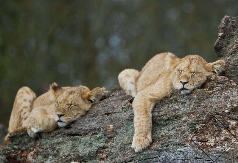 sleeping-cubs-standard.jpg