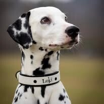 Biothane Halsband Double "Loki"