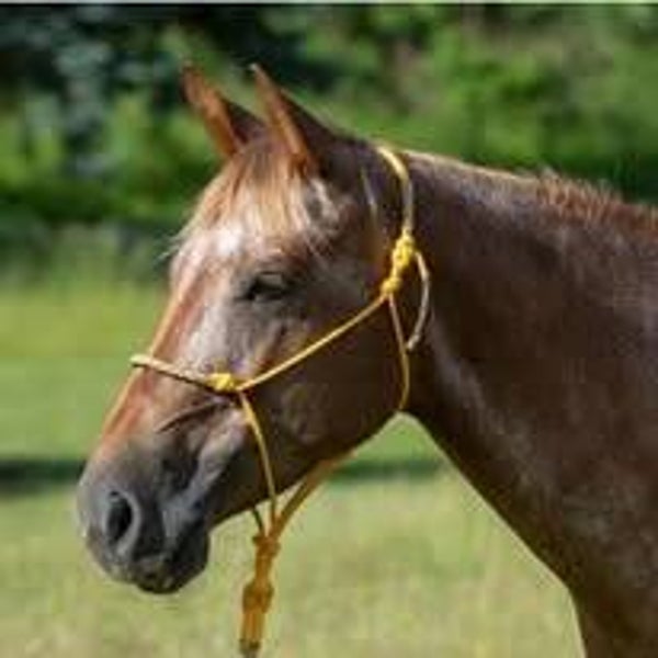 Knotenhlalfter Honey