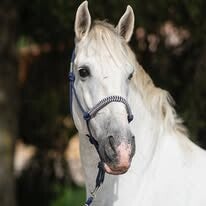 Knotenhalfter Maritim