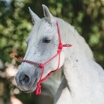 Knotenhalfter Lippizaner