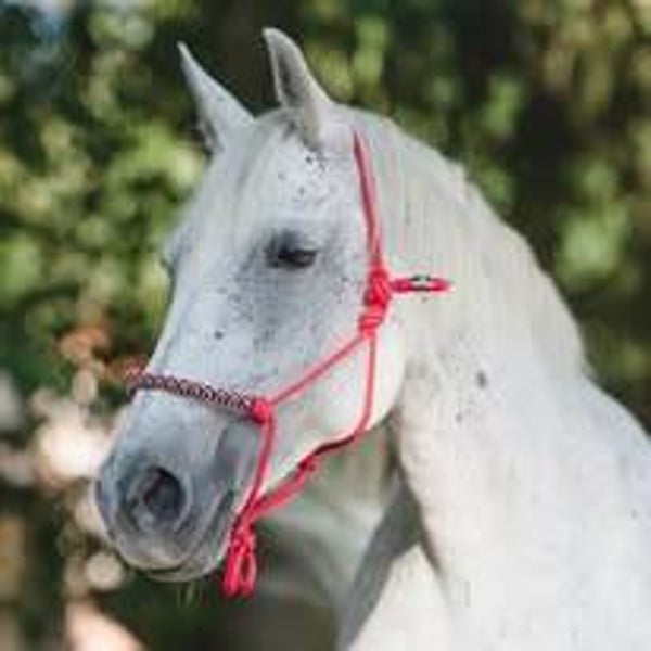 Knotenhalfter Lippizaner