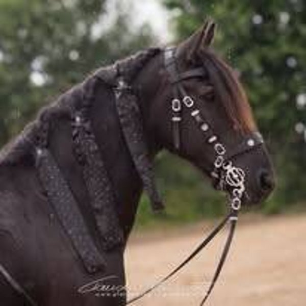 Mähnenschoner Upgrade Sternenband