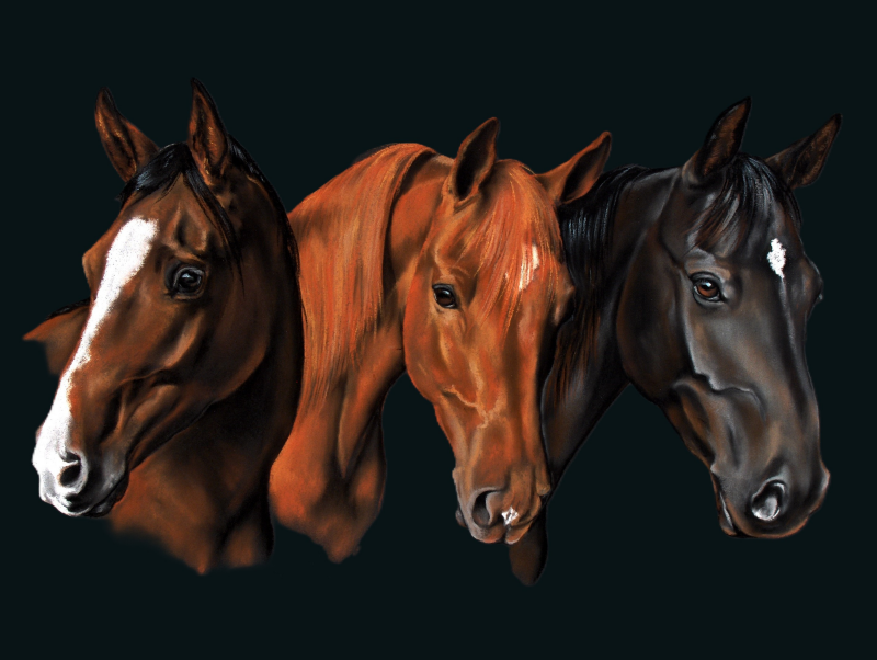 Animal Portrait Horses