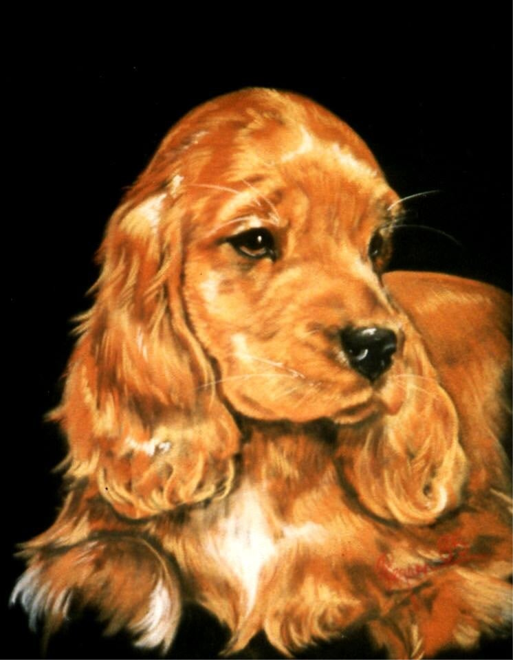 pet portrait 