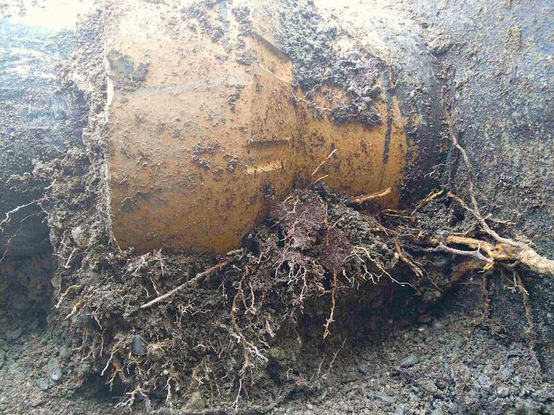 Wurzeleinwuchs von außen