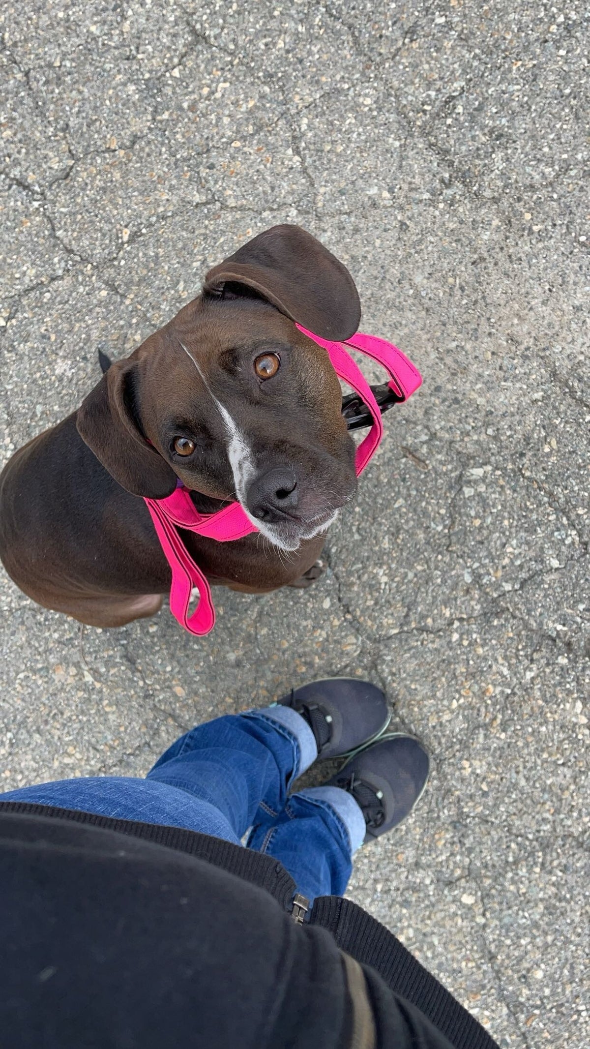 Elite K9 Training elite-k9-training