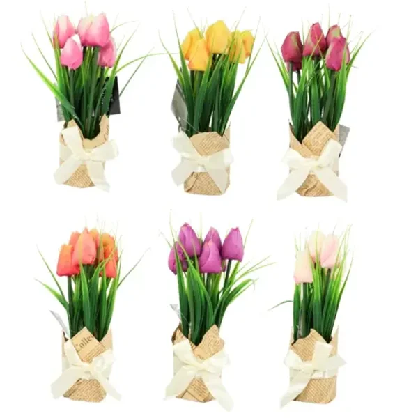 Tulp in kadozakje