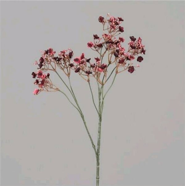 Gypsophila red