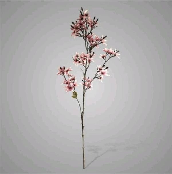 Forsythia Grande Ant. Pink