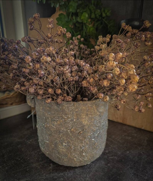 Hydrangea Midget brown