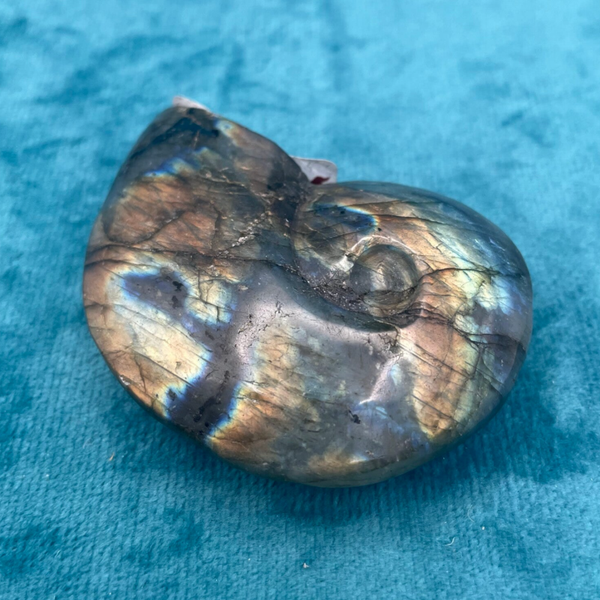 Labradorite Nautilus (Stock No.684)
