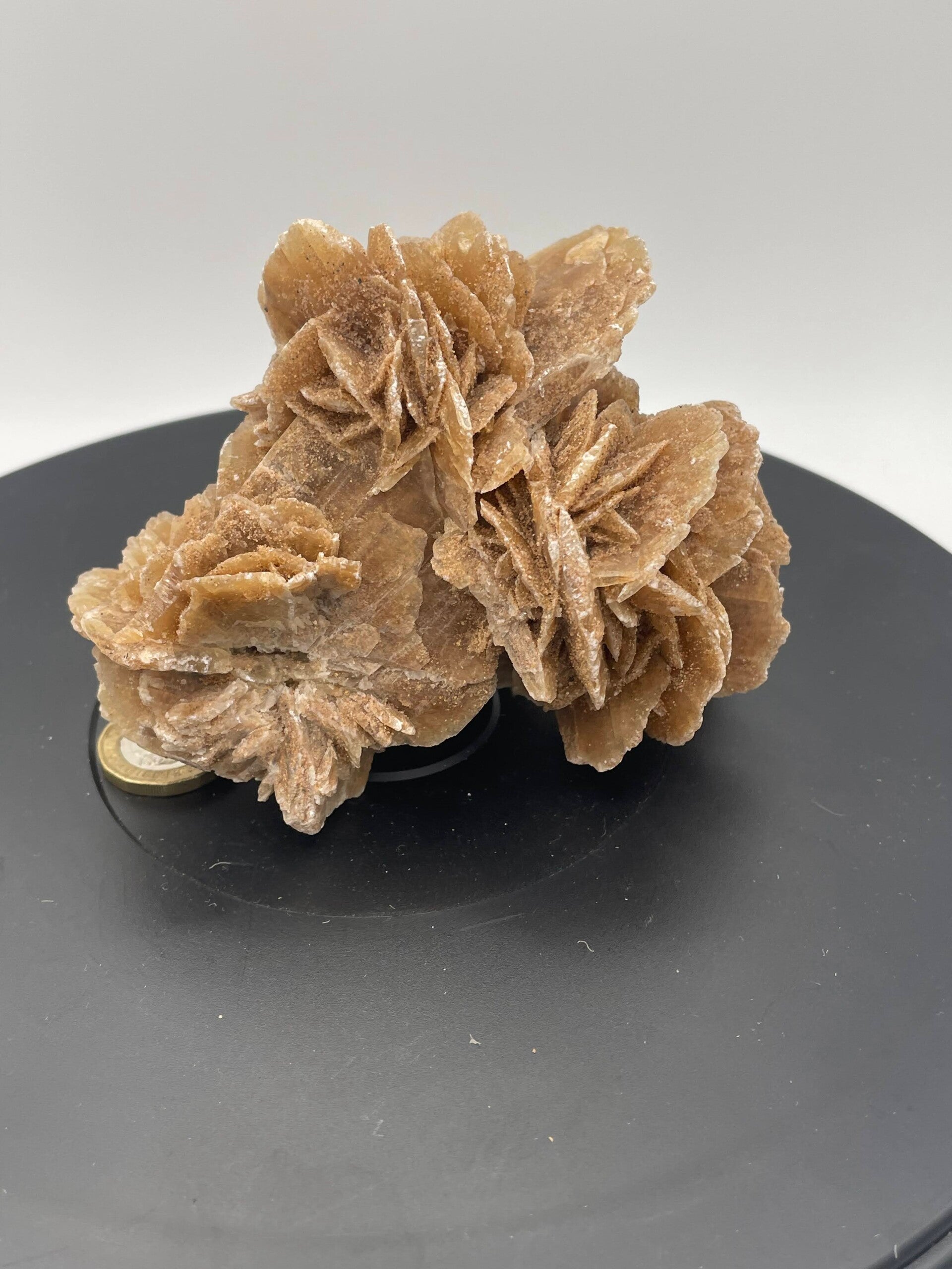 Desert Orchid (Stock No.626)