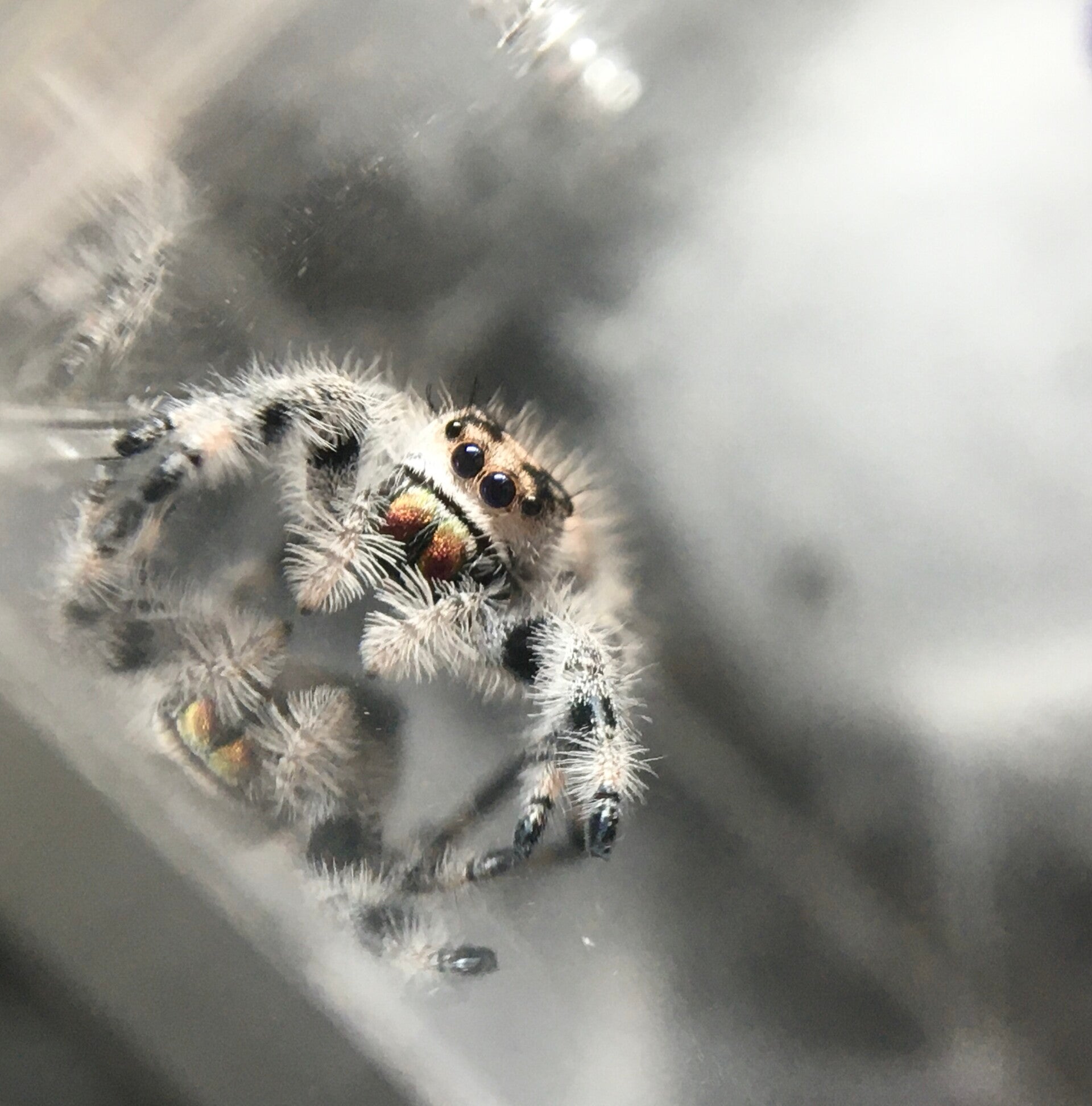 Phiddipus Regius Apalachicola