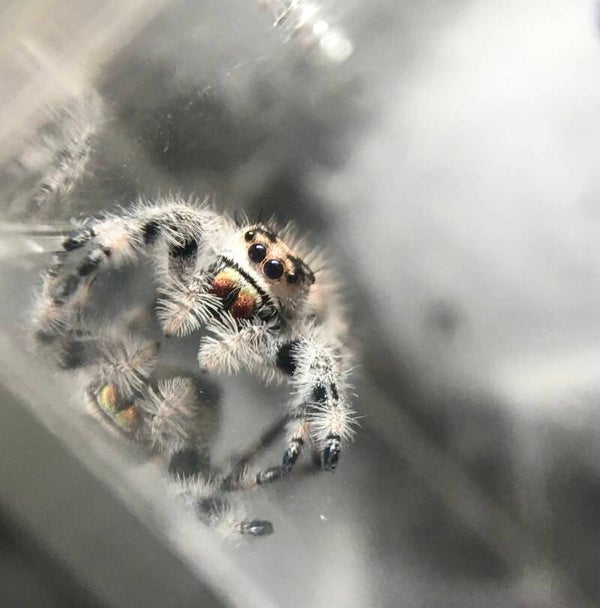Phiddipus Regius Apalachicola