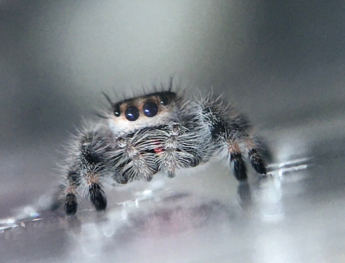Phiddipus Regius Bahamas