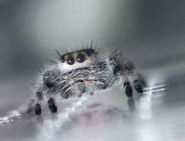 Phiddipus Regius Bahamas
