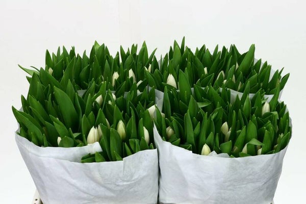 bundel witte tulp