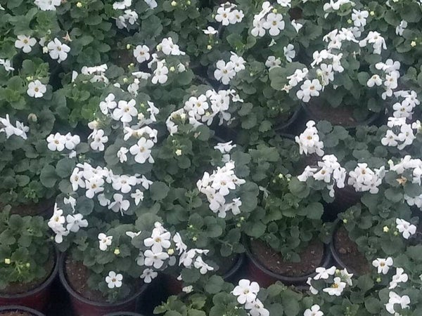 bacopa witte