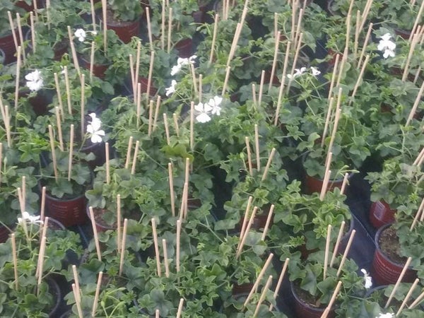 witte balkon geranuim