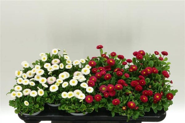 bellis witte of roze