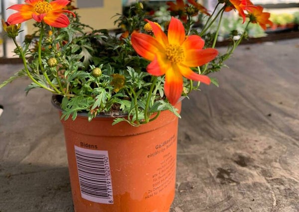 bidens oranje