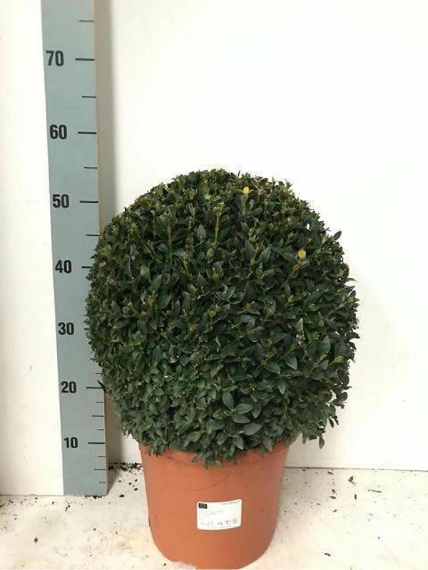 buxus bol 35 cm
