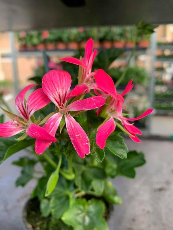 balkon geranuim 2 kleurig