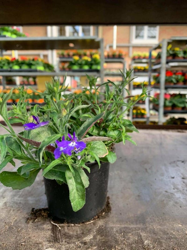hanglobelia