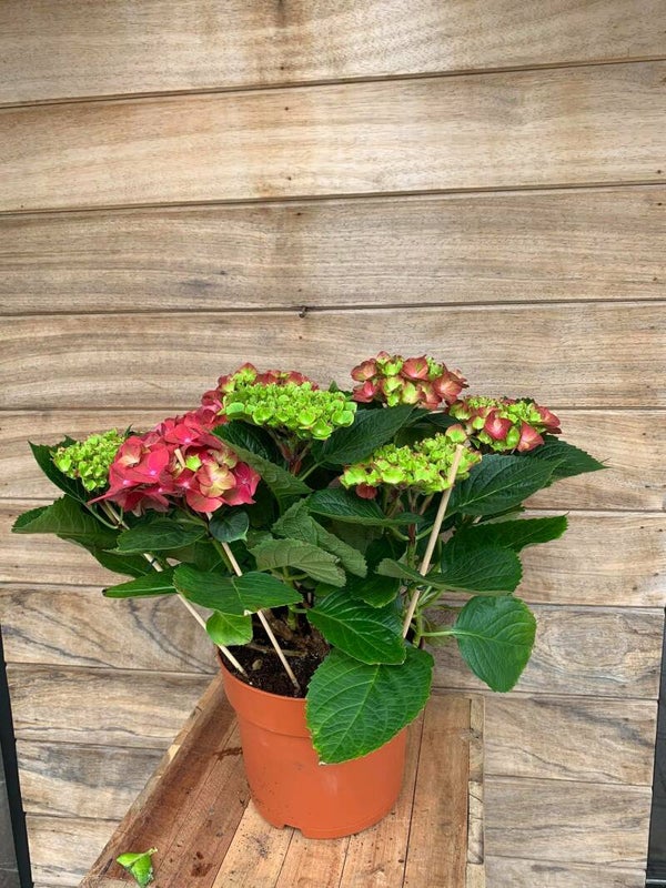 hortensia rood 7 bloem