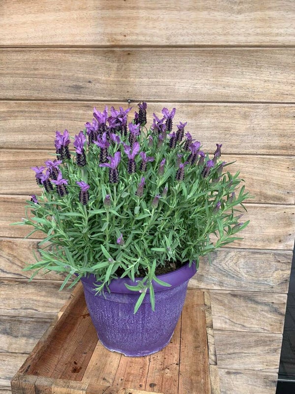 vlinderlavendel
