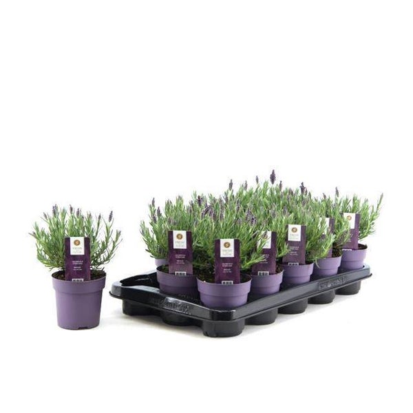 lavendel vlinderlavendel