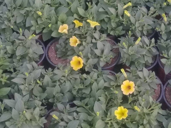 million bells geel