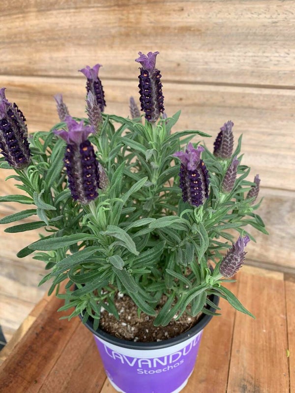 lavendel vlinder