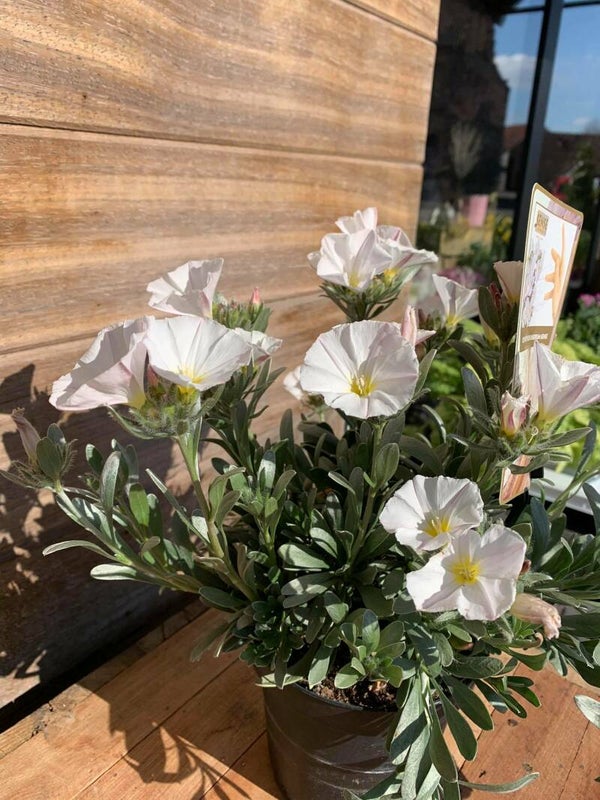 convolvulus