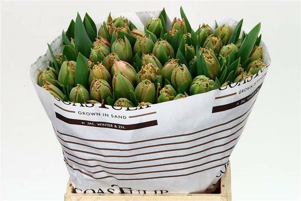 uniek tulp pink magi