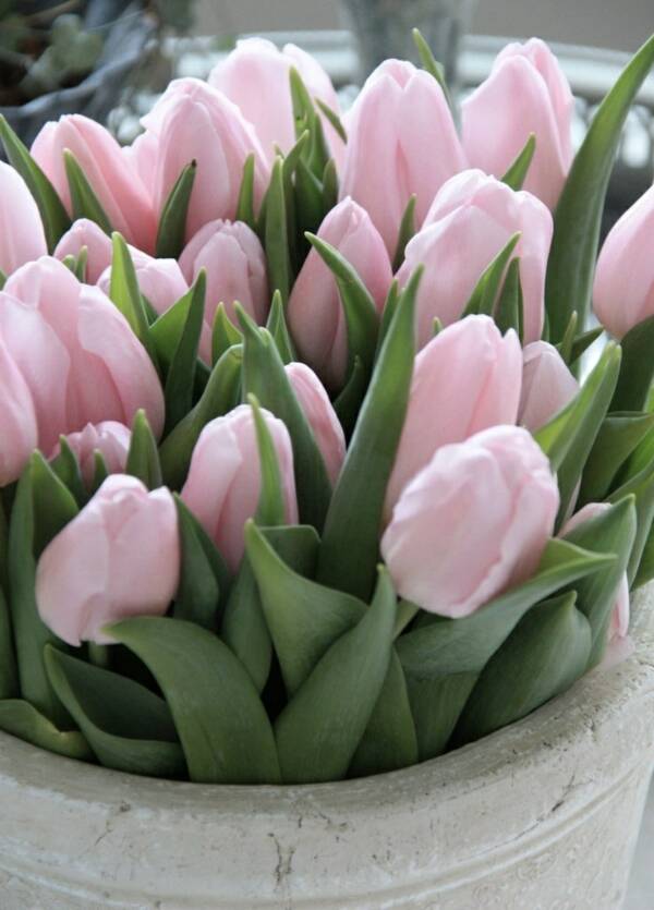 licht roze tulp per 10 stuk