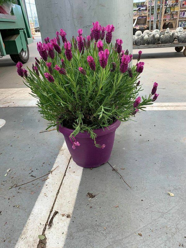 uniek!!! roze vlinderlavendel