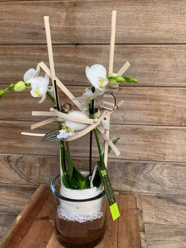 orchidee in glas