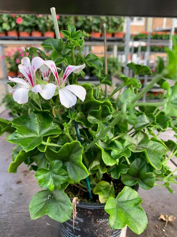 witte balkon geranuim