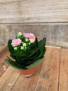 mini kalanchoe roze