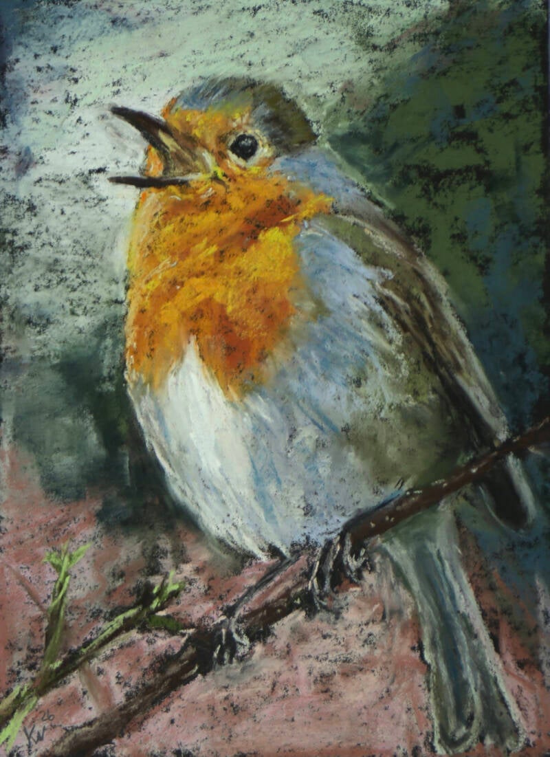 Rødhals-softpastel 30x40cm indrammet  1.700 kr.