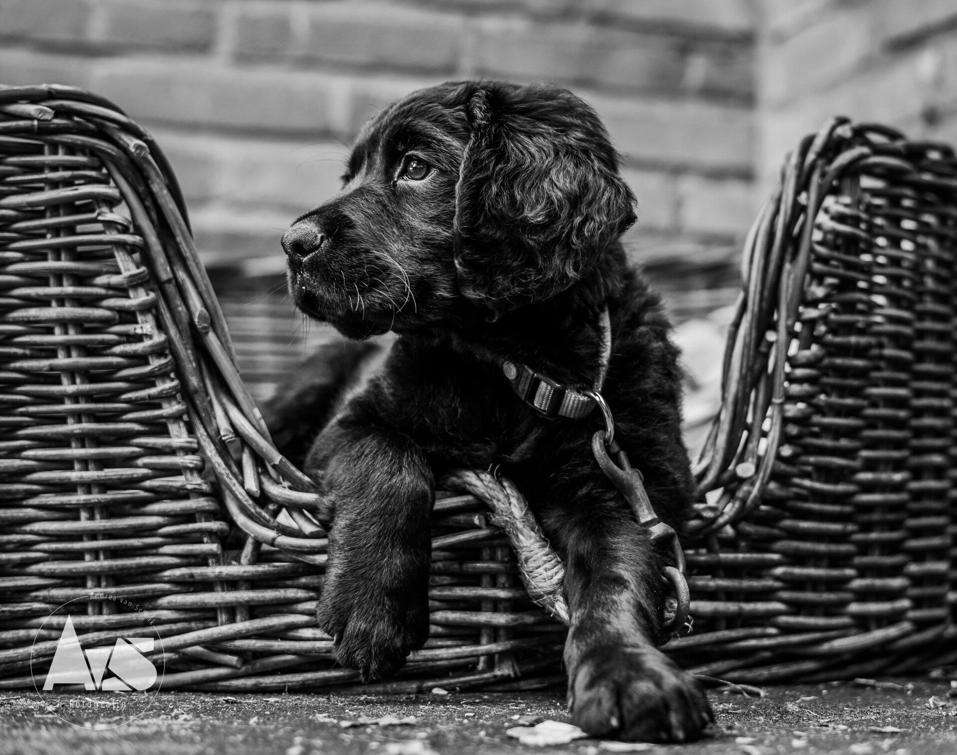 HOND