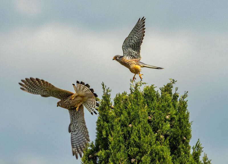 2-kestrels-web-standard.jpg