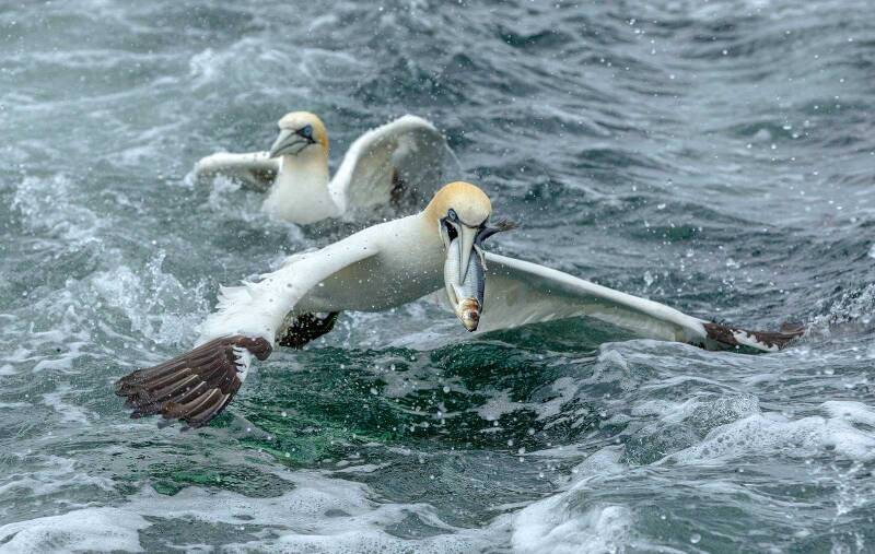 21_gannet-with-fish-standard.jpg