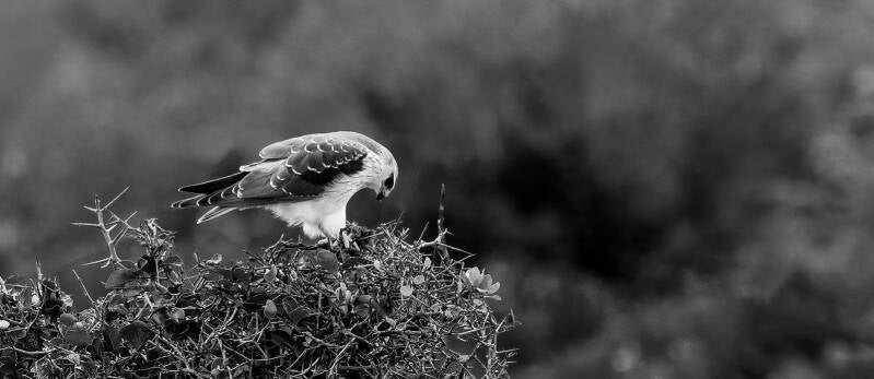 42-black-winged-kite-mono-standard.jpg