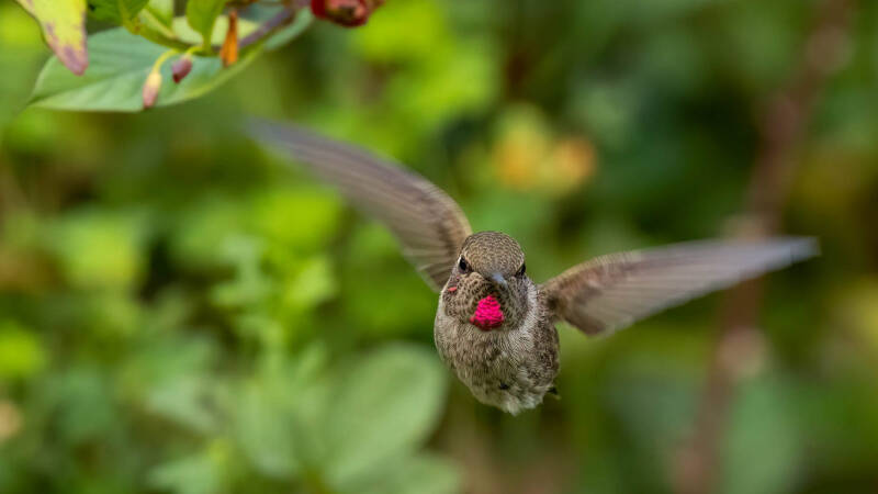 anna-s-hummingbird-vancouver-standard.jpg